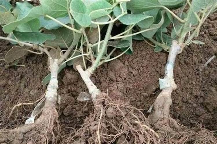 猕猴桃用什么肥料