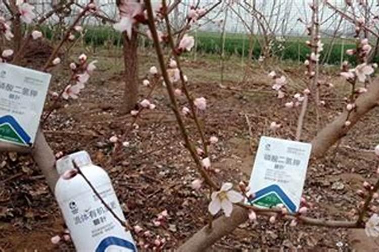 桃树花后施什么肥
