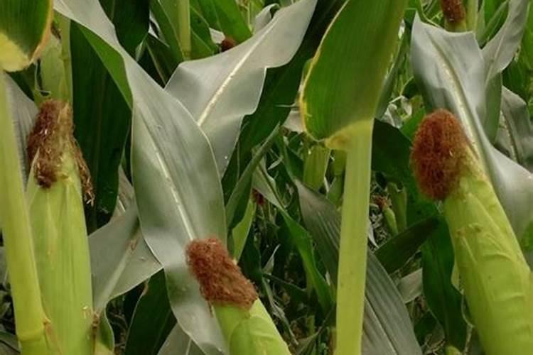 玉米专用复合肥气味非常重请问是好肥料吗