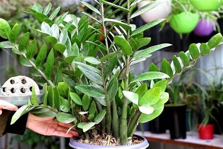 金钱树夏天可以施肥吗