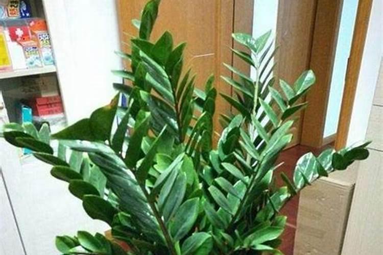 金钱树夏天怎么养