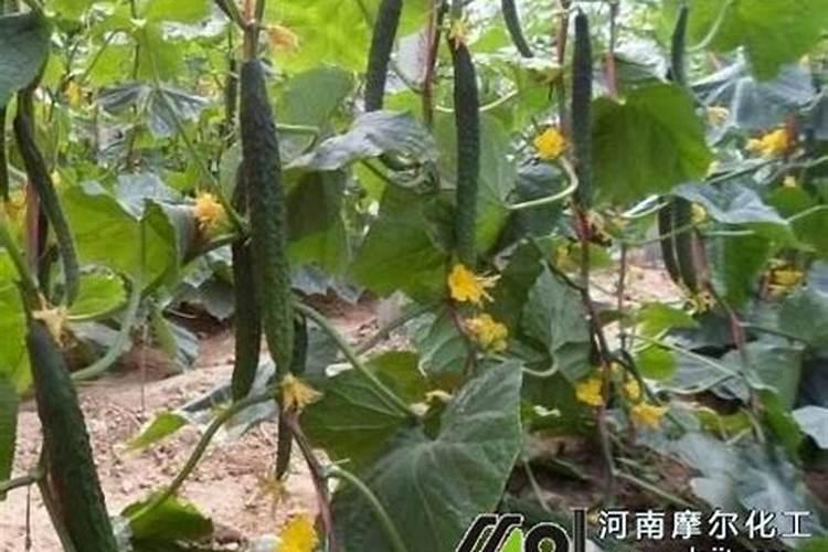 用醋做黄瓜叶面肥的配方