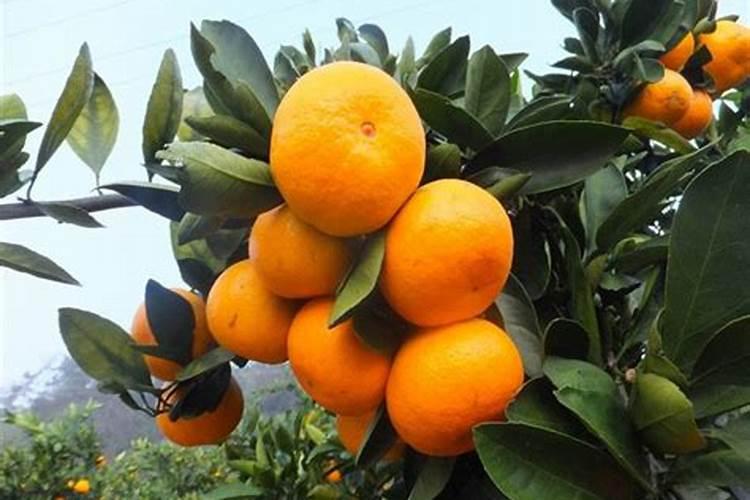 砂糖橘什么时候上市 沙糖桔多少钱一斤