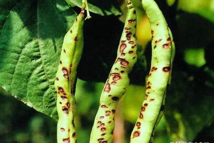 种的豆角子烂了怎么回事