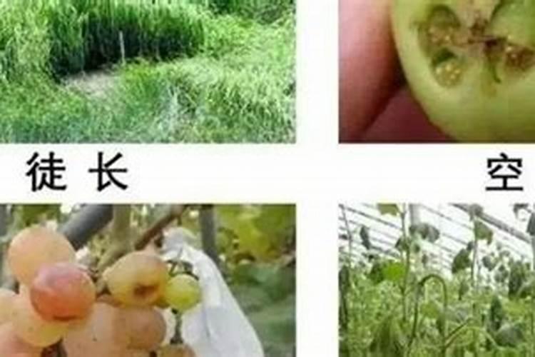 三天绿油油？内行告诉你,这种速效肥料千万别用!