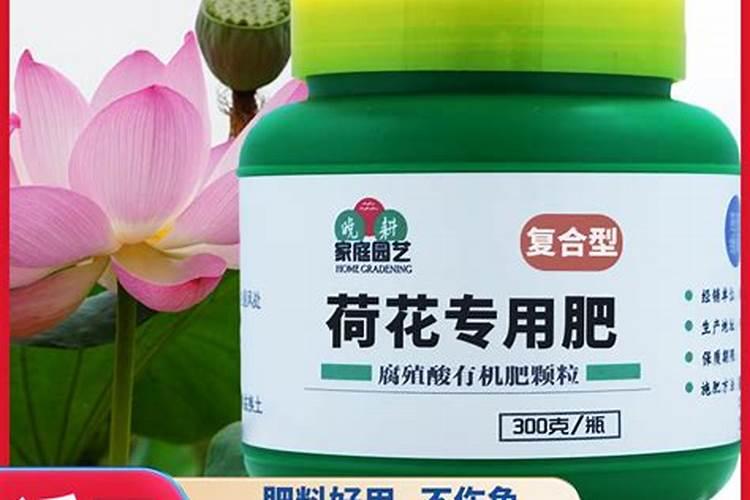 荷花花肥制作与使用方法