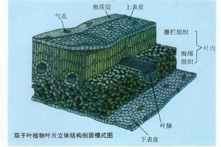 大豆苗后除草药害怎么办