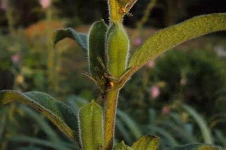 种植芝麻的效益好,种芝麻要高产需注意什么？