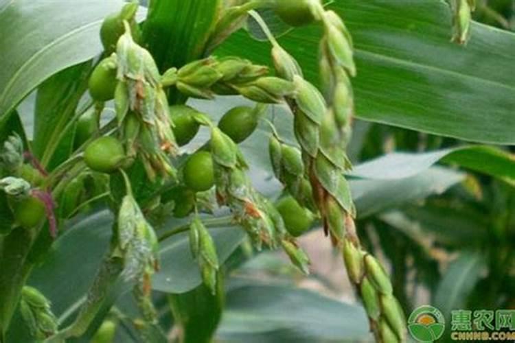 薏仁米的种植条件和环境？