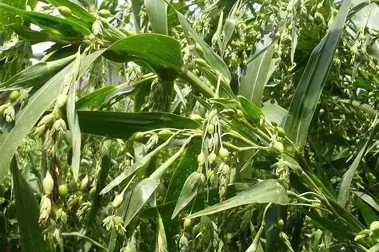 薏米的种植方法