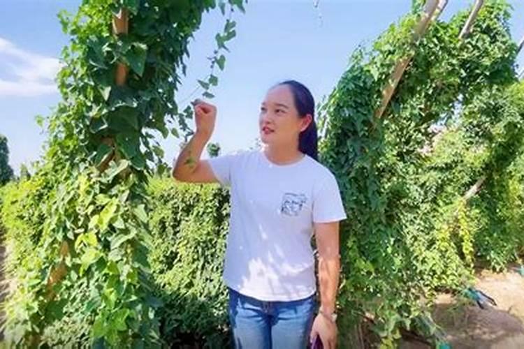 种植山药氮肥什么时候施磷肥什么时候施钾肥什么时候施