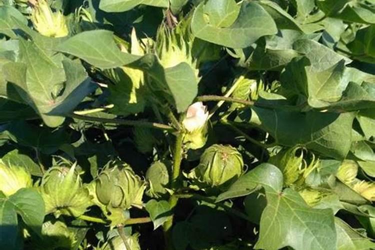 棉花桃子多大就不会脱落了呢