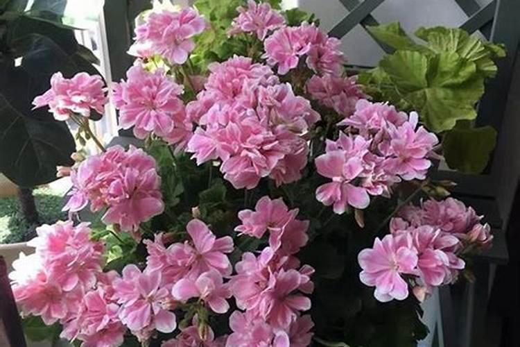 天竺葵夏天怎么浇水施肥