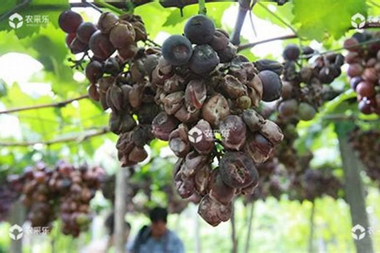 “大青”葡萄烂果原因及防治对策