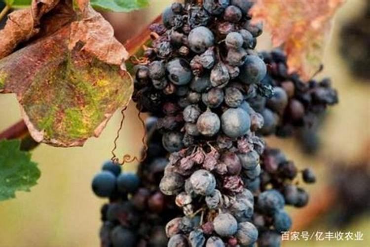 “大青”葡萄烂果原因及防治对策