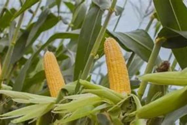 盐碱地种植玉米应采取哪些措施