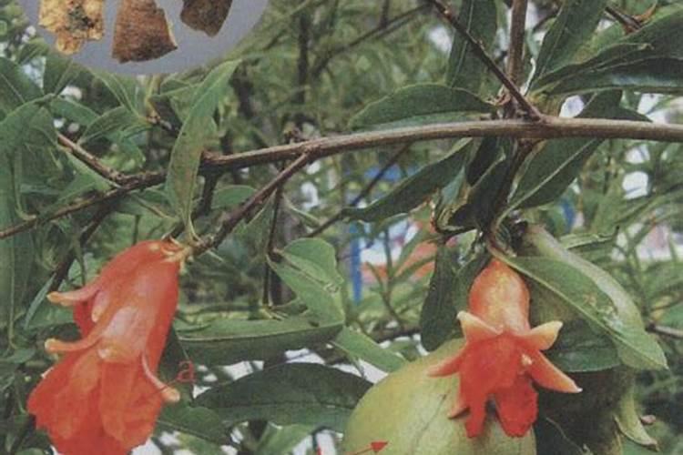 石榴皮可以做花肥吗