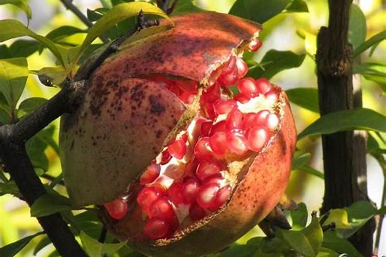 石榴皮可以做花肥吗