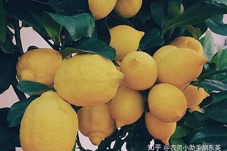 绿豆怎么当花肥 绿豆花肥的制作方法