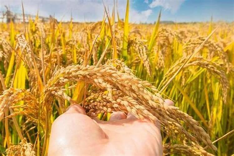 磷肥哪个牌子好