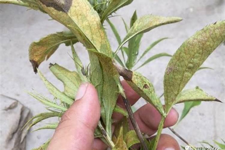 种白术用什么肥料最好