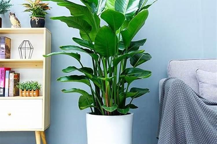 绿植有什么叶面肥