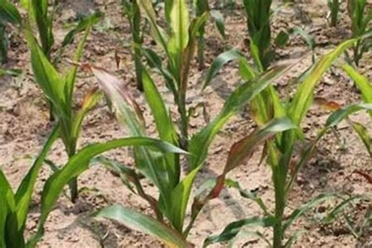 农作物玉米缺肥症状及矫正技术有什么？应该怎样养殖玉米？