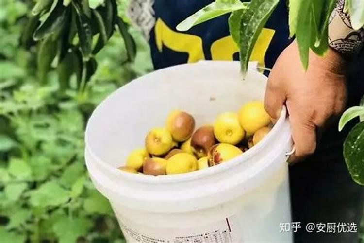 冬枣打药最佳时间