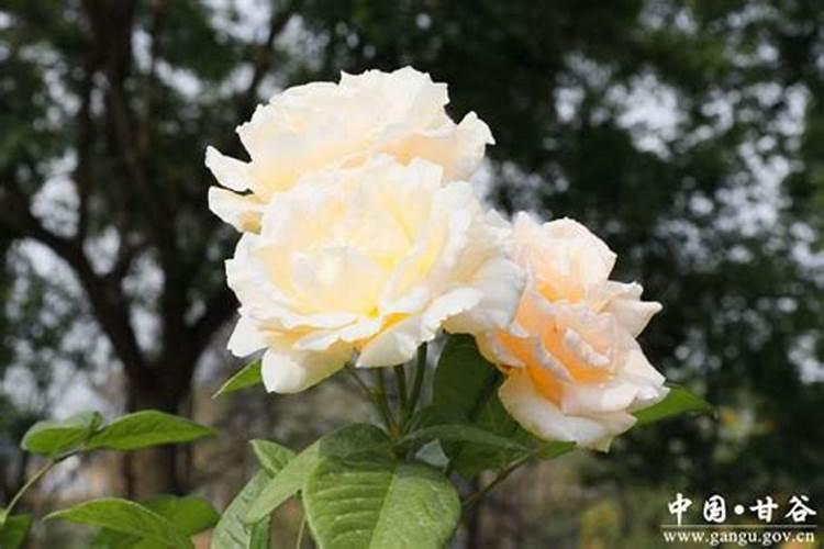 月季如何施磷酸二氢钾