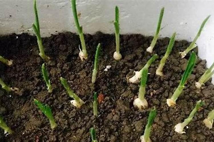 大蒜追肥的最佳时间