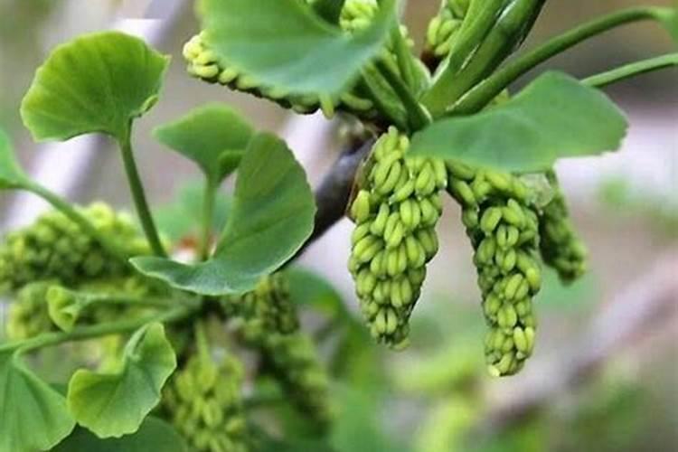 银杏树缺钾有哪些症状和补救措施？