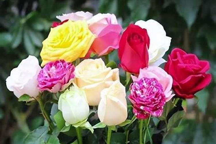 玫瑰花怎么施肥 玫瑰花如何施肥