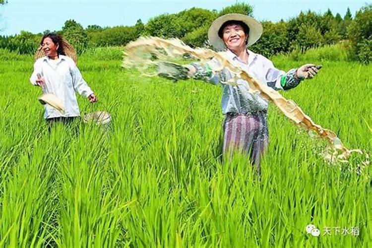 水稻复合肥怎样施效果最好