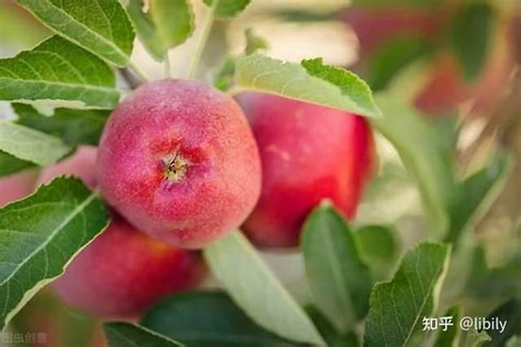 苹果树补钙的叶面肥有哪些