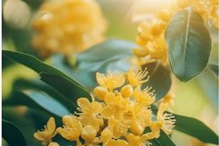 桂花树如何施肥