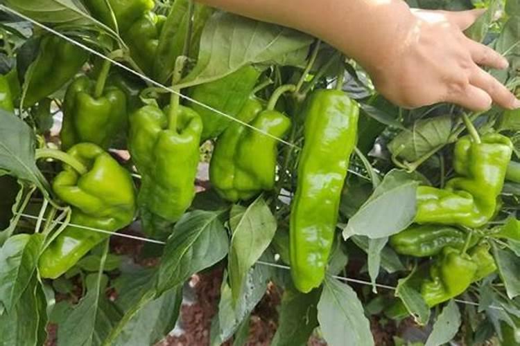 种植辣椒用什么底肥最好