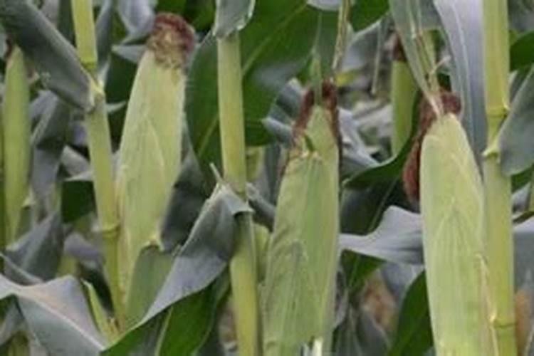 玉米被水淹过变黄了怎么办