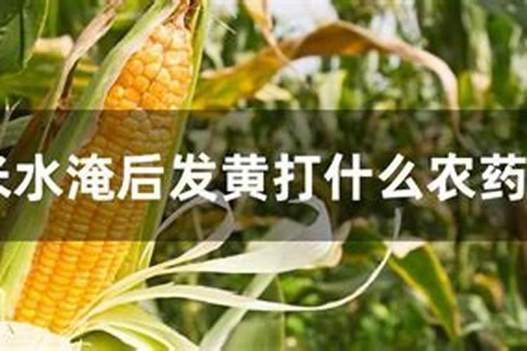 玉米水涝发黄喷什么叶面肥