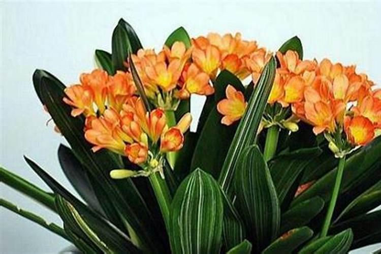 君子兰冬季施什么肥料,怎么过冬