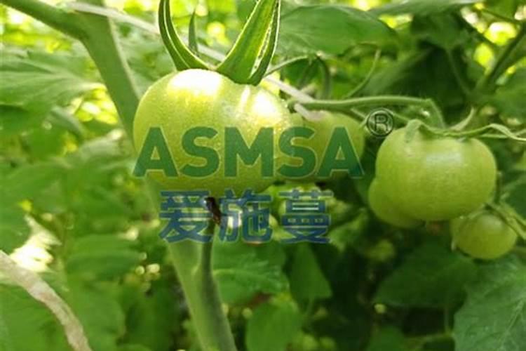 西红柿冲几次平衡肥