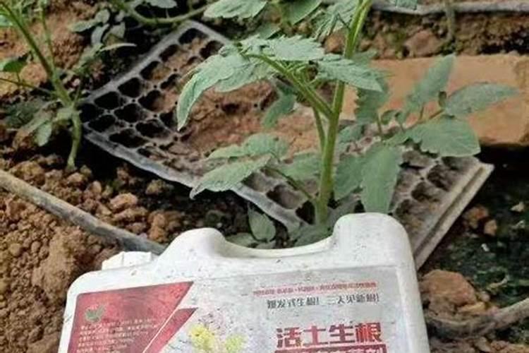 番茄如何施肥何时施肥 才不会给农户造成损失？