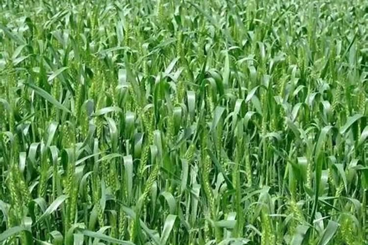 小麦叶面喷施磷酸二氢钾的作用