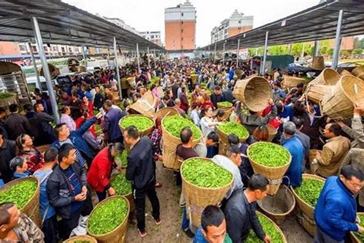 喷施宝加大茶叶专用肥研发规模