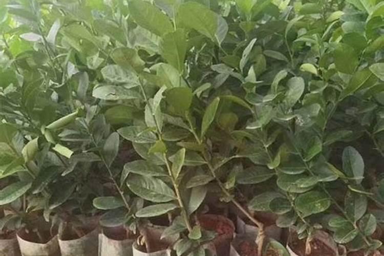 柠檬树需要施什么类型的肥料？