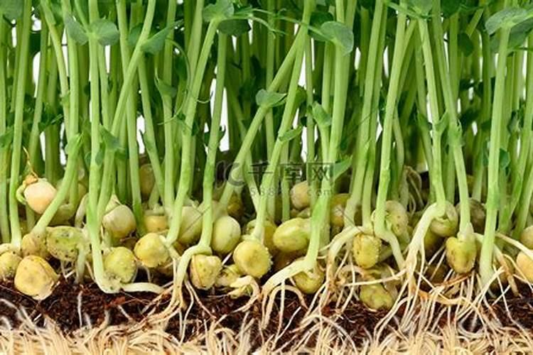 豌豆最忌三种肥料