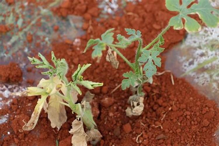 种西瓜用什么肥料做底肥 西瓜的施肥时间及方法