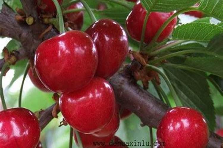 樱桃树7月施肥最佳时间