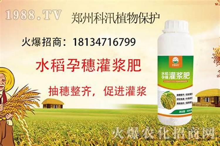 水稻返青肥什么时候用