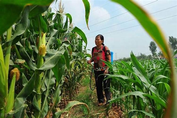 磷酸二氢钾对大姜正确使用方法