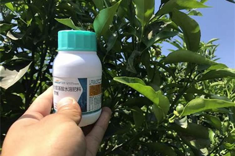 柑橘冬季树势保护叶面肥用什么好